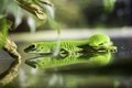 happy lizzard