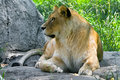 lioness