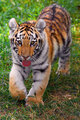 Tiger_IMG_5691.jpg