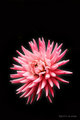 Pretty in pink