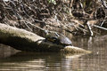 two turtles