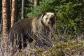 Grizzly by Banff AB