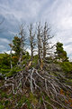 insert witty dead tree comment here