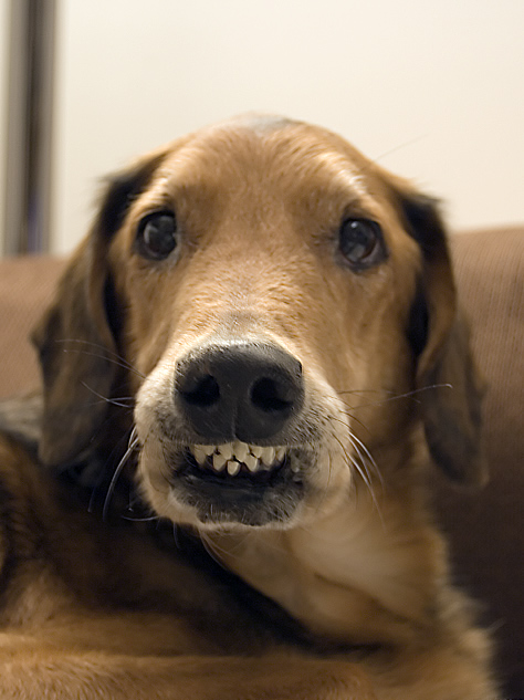 say cheese