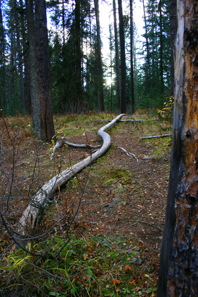 The trees are alive!