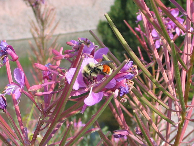 E-106_0620.JPG