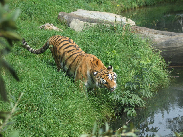 Tiger getting his morning fiber