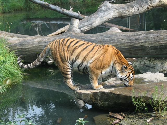Tiger on the edge