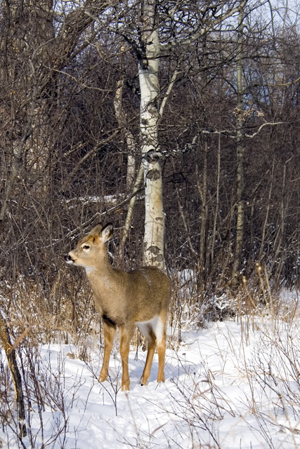 bambi