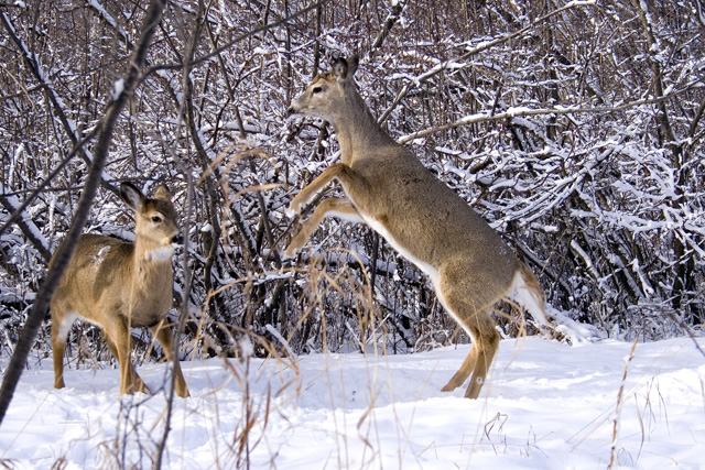 oh deer