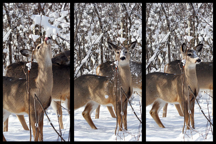 Triptych snow job
