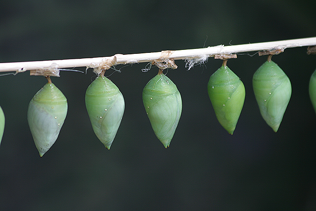 Butterfly Nursery. Shhhhh
