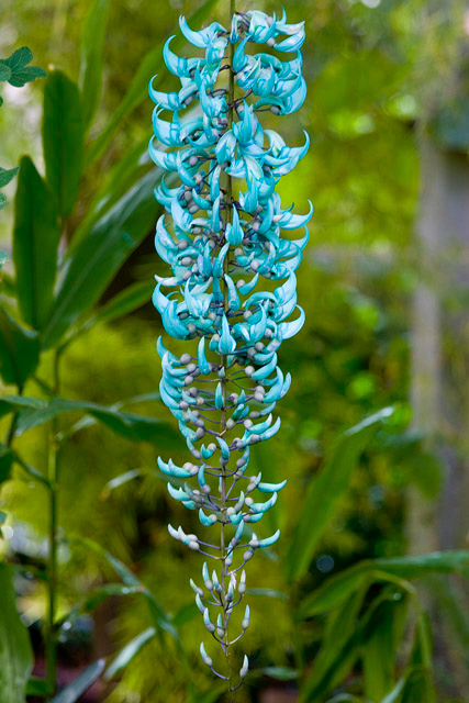 Rare Flower - "Jade Vine"