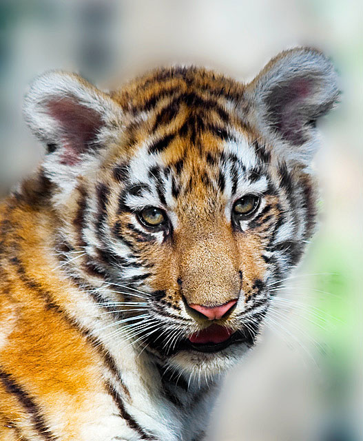 Tiger_MG_1731.jpg