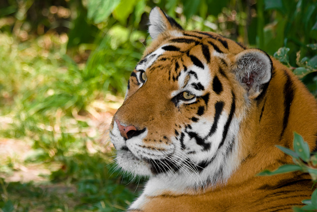 Portrait of a Tiger