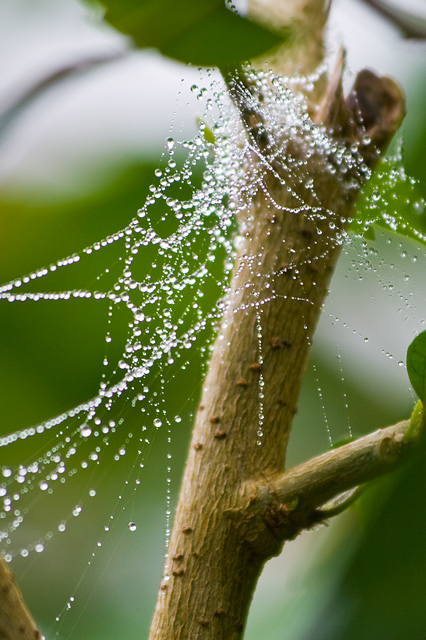 Morning Dew