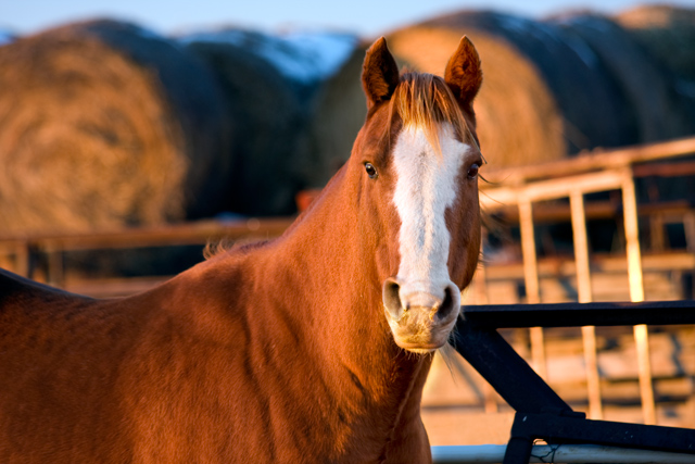 Day_05: Shot a Horse at family ranch