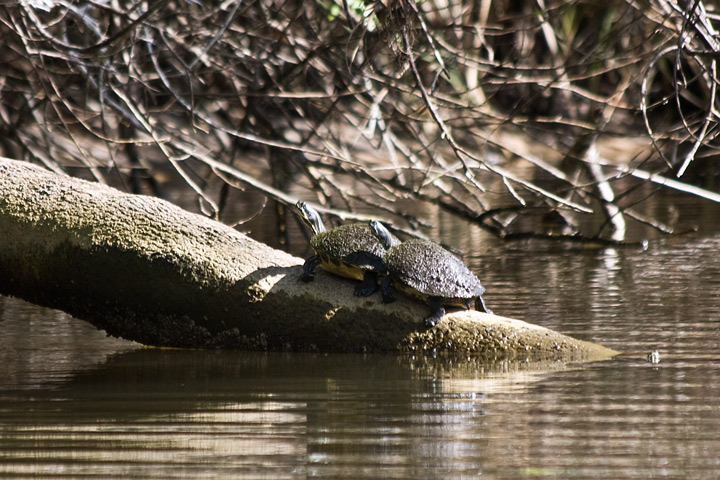 two turtles