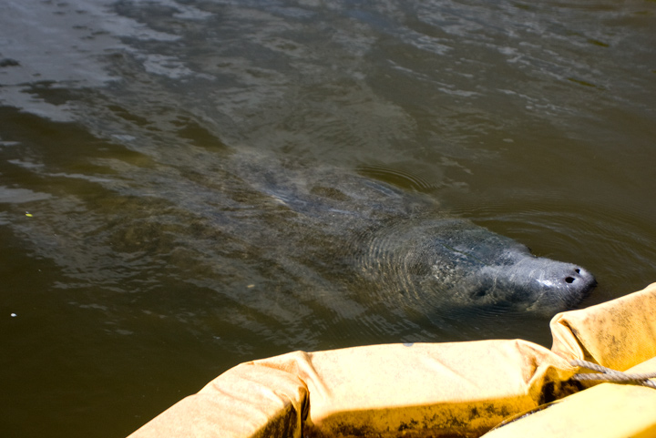 Manatee 01
