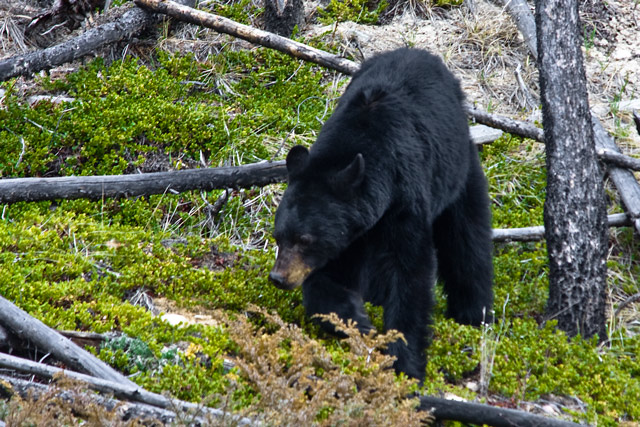 Black Bear in Banff National Park