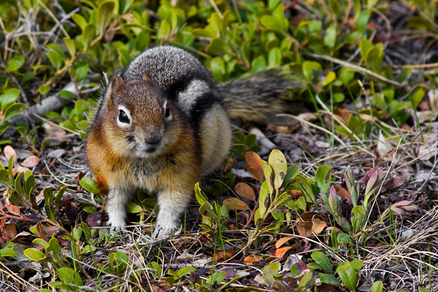 Ever Dangerous Chipmunk in Banff Wilderness