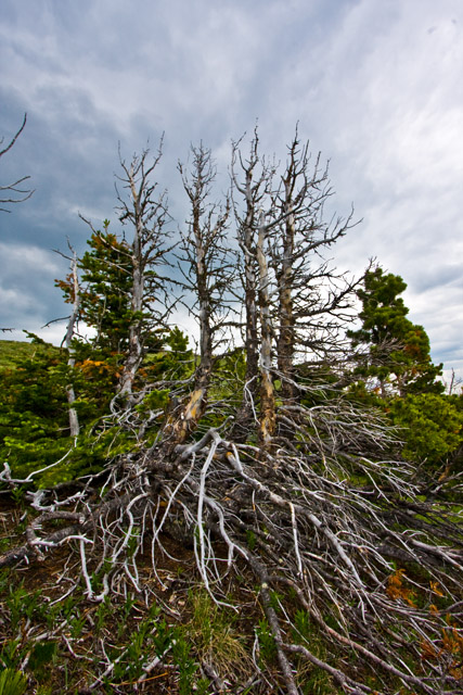 insert witty dead tree comment here