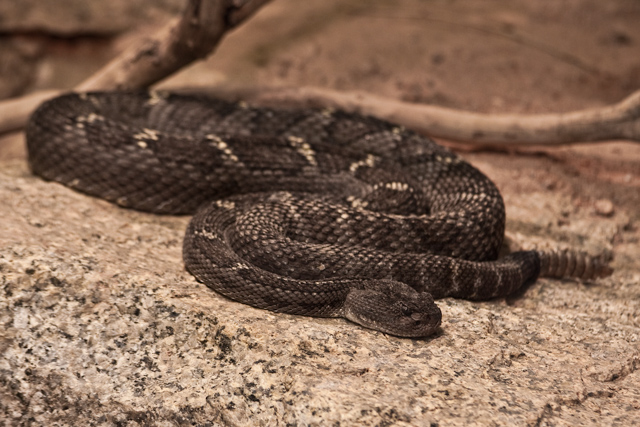 Rattlesnake 01