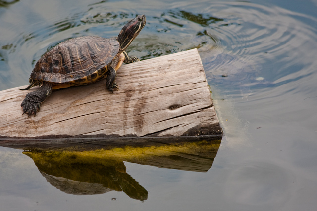 Floating in the pond on a log with no name