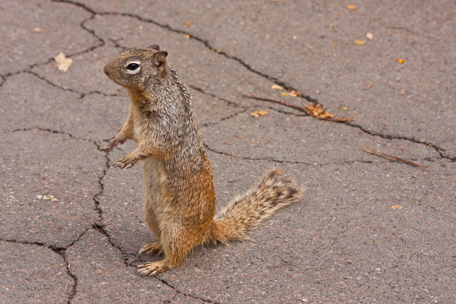 Pickster's stalker squirrel