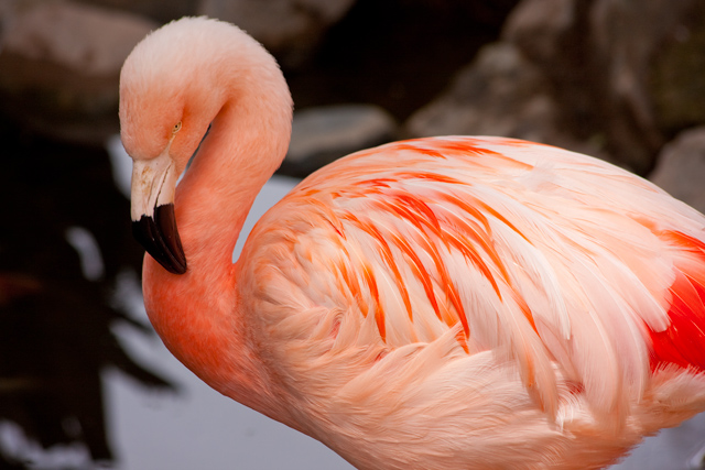 Very Pink Flamingo