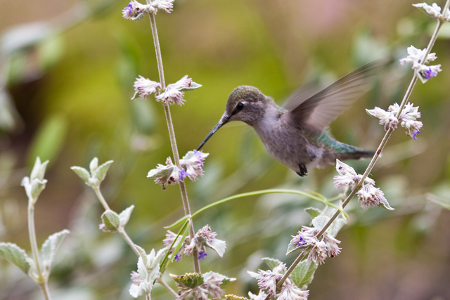 Little Hummer