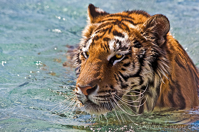 Tiger Splash 1