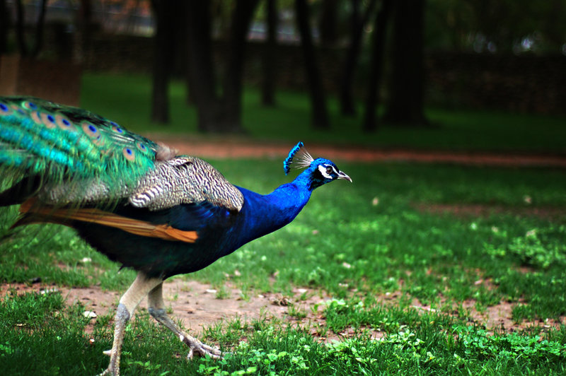 P-Cock