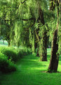 Lindenwood Willows