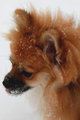 Snowy Pomeranian