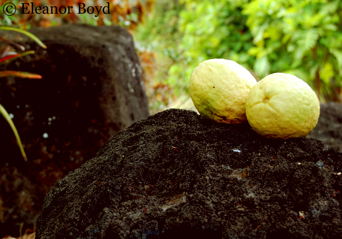 Guava