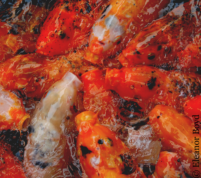 Feeding Frenzy