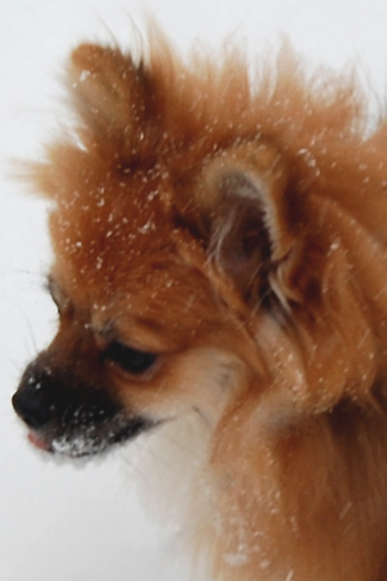 Snowy Pomeranian