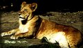 The Lion