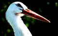 The Stork