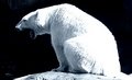 The Icebear