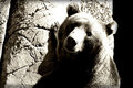 The Bear