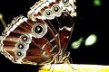 The Butterfly