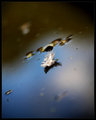 Feather