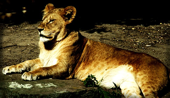 The Lion