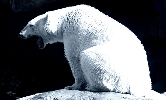 The Icebear