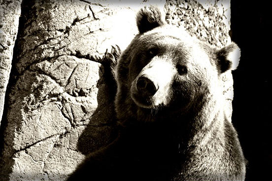 The Bear