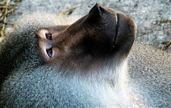 The Ape