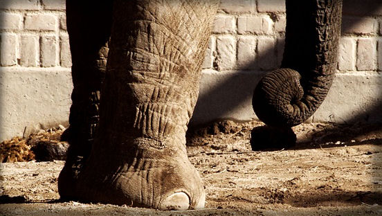 The Elephant