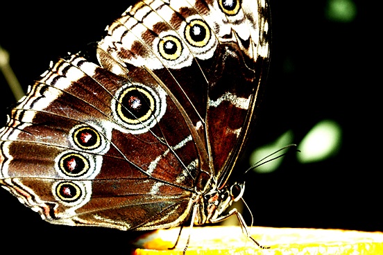 The Butterfly